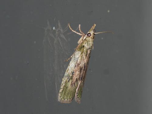 Aphomia sociella