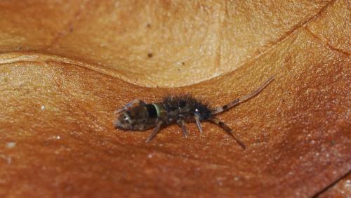 Orchesella cincta