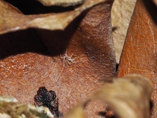 Réf. 143 470 : Linopodes sp.