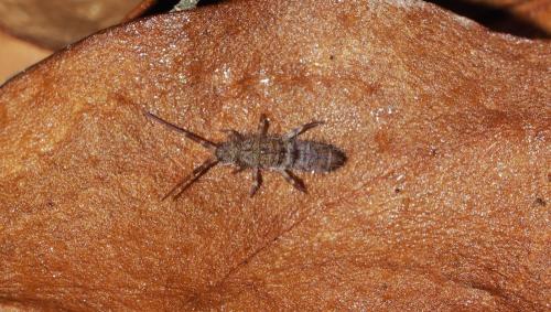 Réf. 143 860 : Orchesella villosa