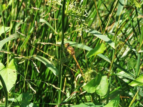 Sympetrum striolatum