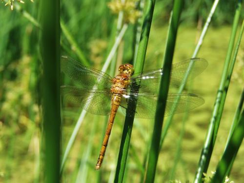 Réf. 143 180 : Sympetrum striolatum