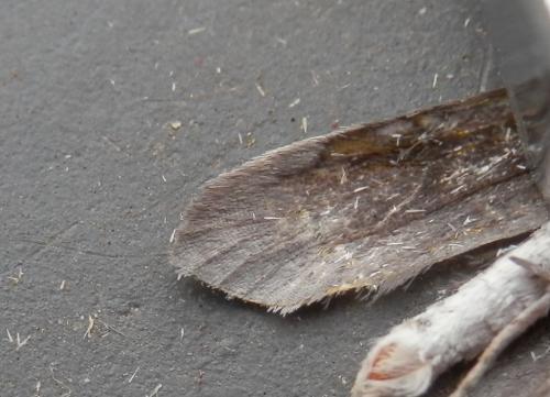 Yponomeuta padella