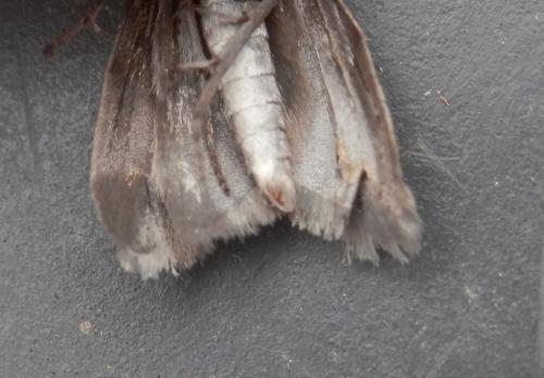 Yponomeuta padella
