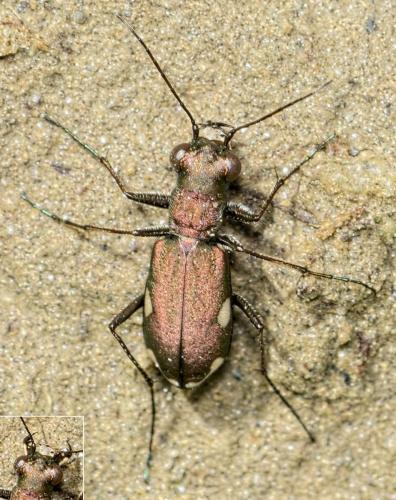 Réf. 143 421 : Cylindera germanica