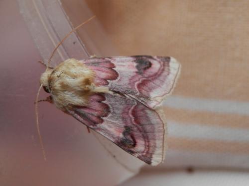 Réf. 143 304 : Periphanes delphinii