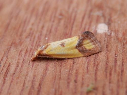 Réf. 143 386 : Agapeta zoegana