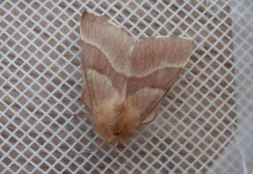 Malacosoma neustria