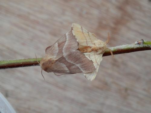 Réf. 143 389 : Malacosoma neustria