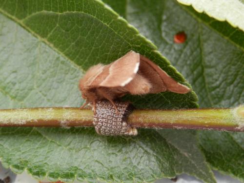 Réf. 143 390 : Malacosoma neustria