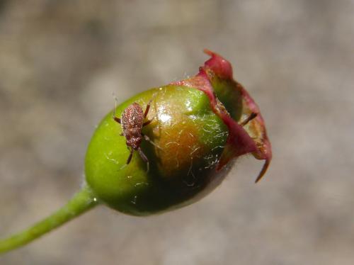 Atractotomus mali