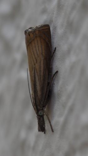 Chrysoteuchia culmella