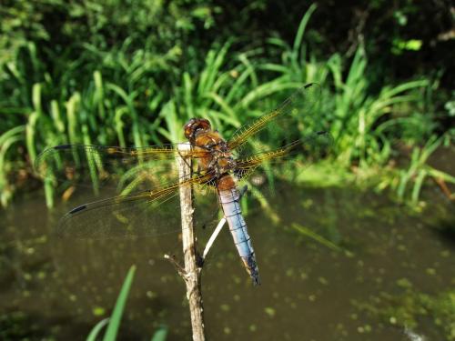 Réf. 143 611 : Libellula fulva