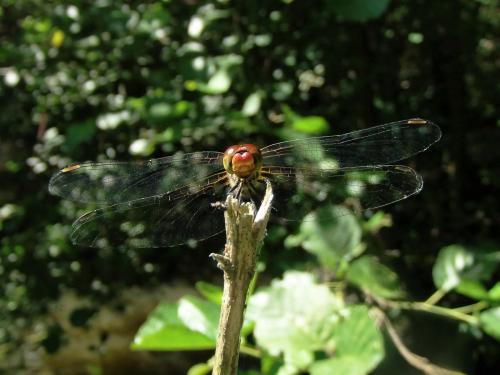 Sympetrum sanguineum