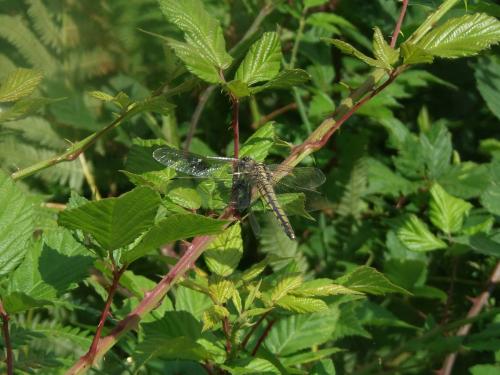 Orthetrum cancellatum