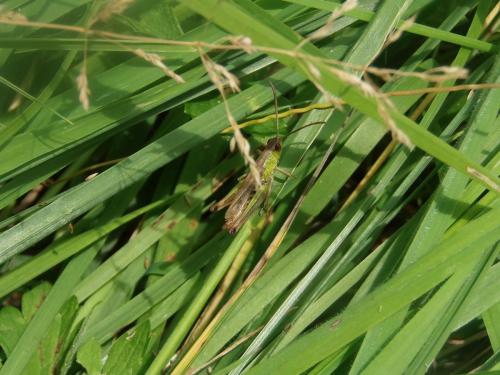 Pseudochorthippus parallelus
