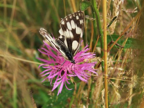 Melanargia galathea