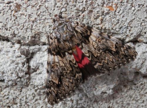 Catocala promissa