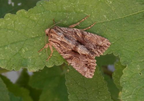Réf. 143 998 : Apamea monoglypha