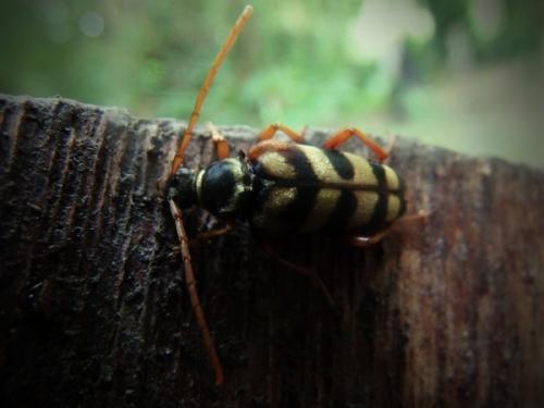 Leptura aurulenta