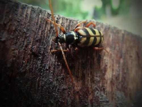Leptura aurulenta