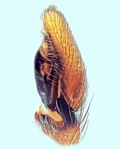 Réf. 143 403 : Philodromus fuscolimbatus