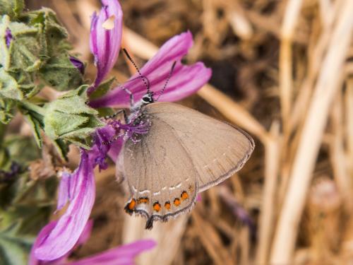 Satyrium esculi