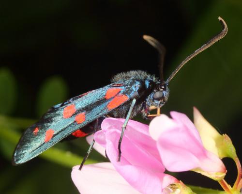 Zygaena ephialtes