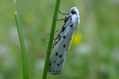 Myelois circumvoluta