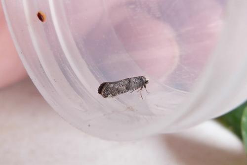 Paraswammerdamia nebulella