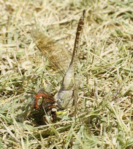Anax parthenope