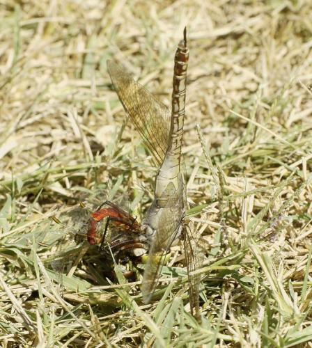Anax parthenope