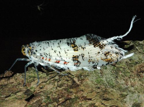Phenax variegata