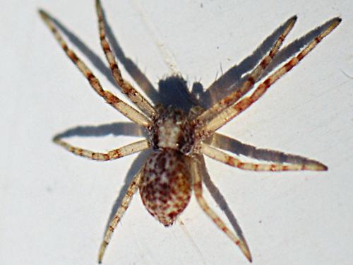 Réf. 143 342 : Philodromus fuscolimbatus