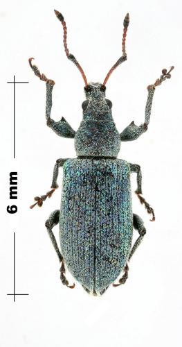 Phyllobius maculicornis