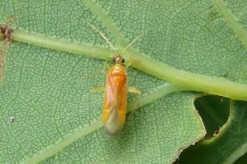 Réf. 143 331 : Phylus sp.