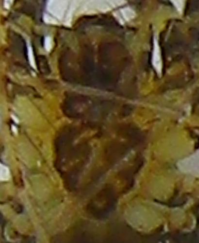 Réf. 143 837 : Ero aphana
