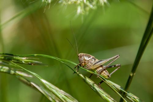 Platycleis albopunctata albopunctata