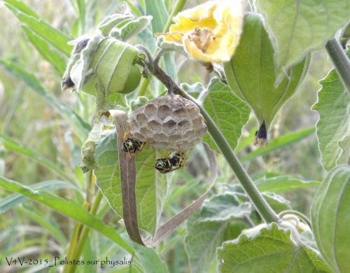 Polistes dominula