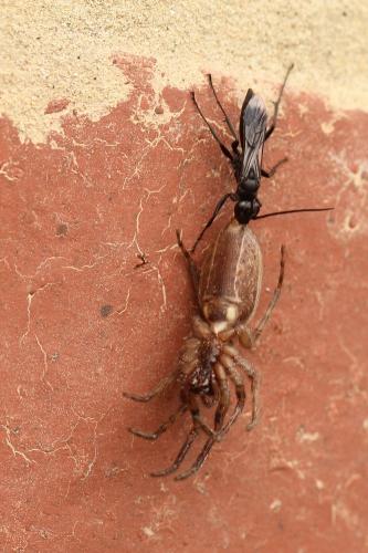 Segestria senoculata