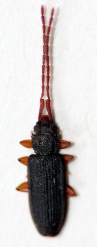 Réf. 143 031 : Uleiota planatus