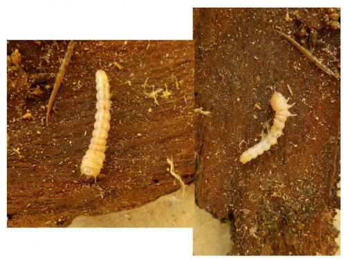 Nacerdes carniolica