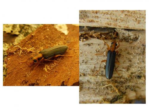 Nacerdes carniolica