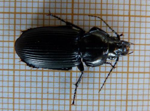 Pterostichus melanarius