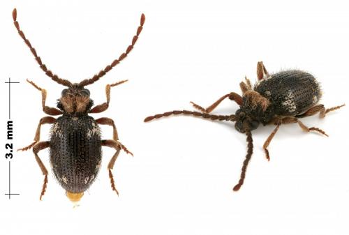 Réf. 143 387 : Ptinus bidens