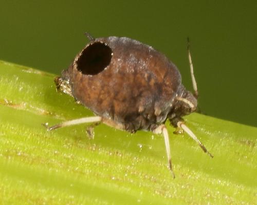Aphis sp.