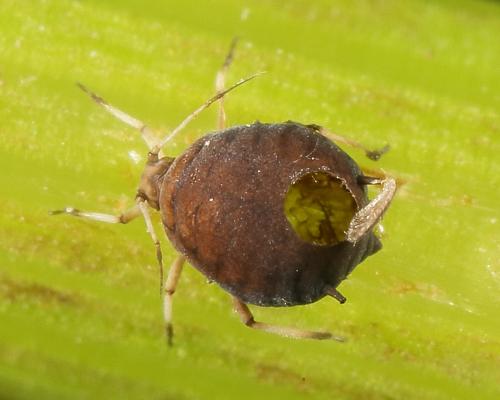 Aphis sp.