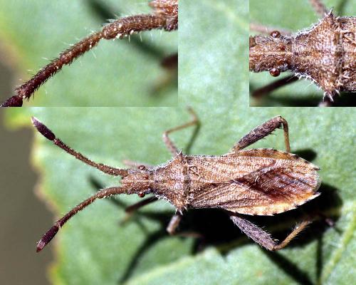 Coriomeris affinis