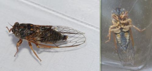Réf. 143 599 : Tettigettula pygmea