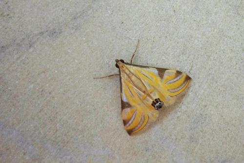 Réf. 143 939 : Talanga sexpunctalis
